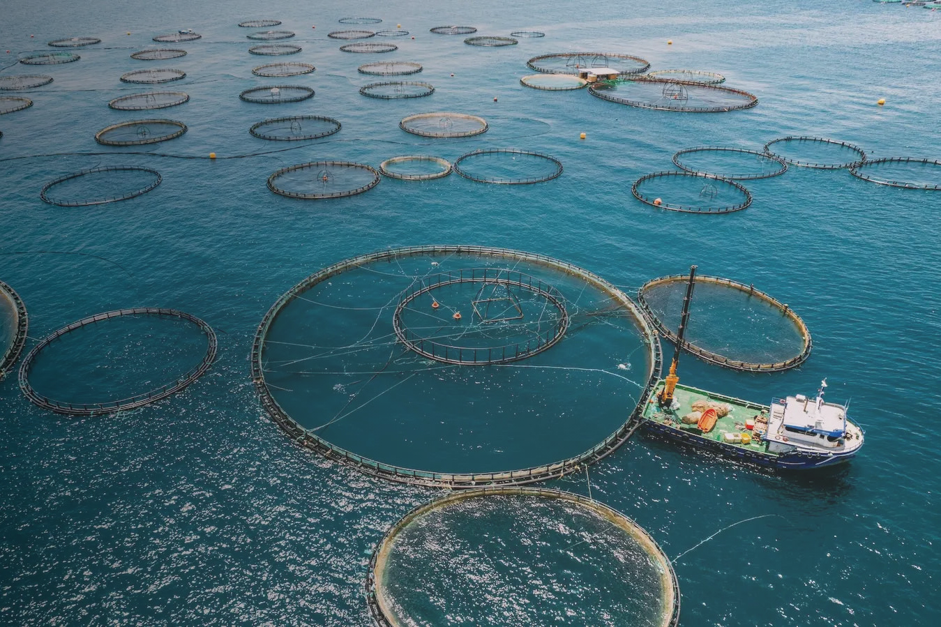 Fish farm with barge